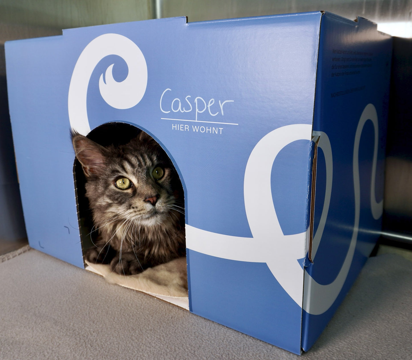 Olingo Katzenbox ohne Rahmen mit getigerter Katze in Stationskäfig