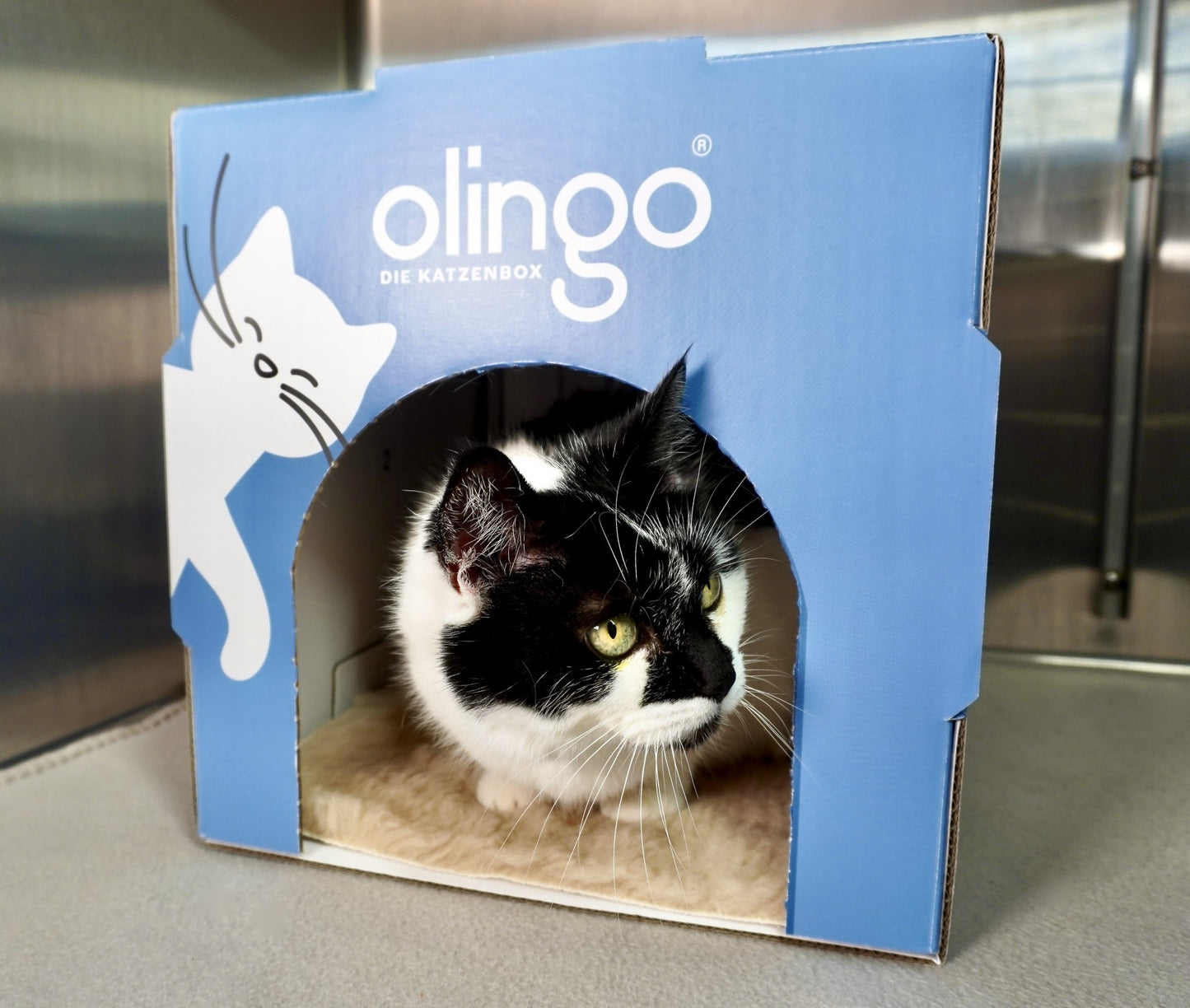 olingo Katzenbox ohne Rahmen mit schwarz weißer Katze in Stationskäfig